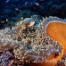 anemonefish_pink_lk_h_0705_png1160.jpg